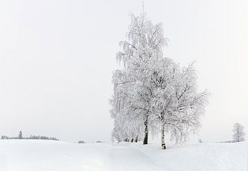 Een besneeuwde bomenlaan in Noorwegen