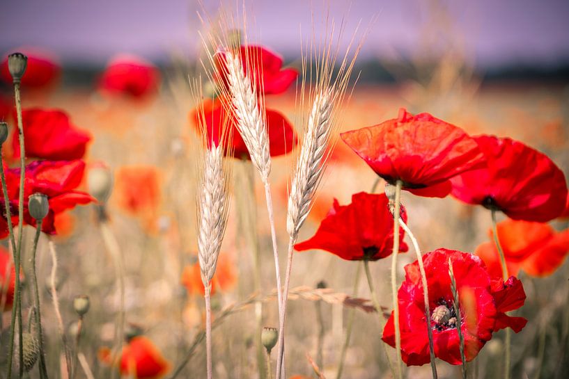Poppies by Sylvia Schuur