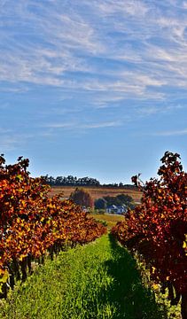 Wijngaarden in herfstkleuren in de Kaapse Wijnlanden van Werner Lehmann