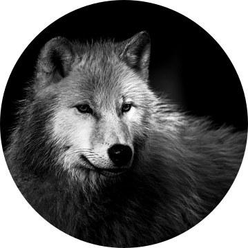 poolwolf van Wildpix imagery