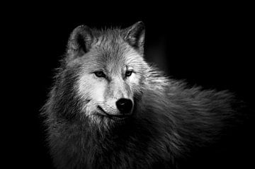 Loup arctique sur Wildpix imagery