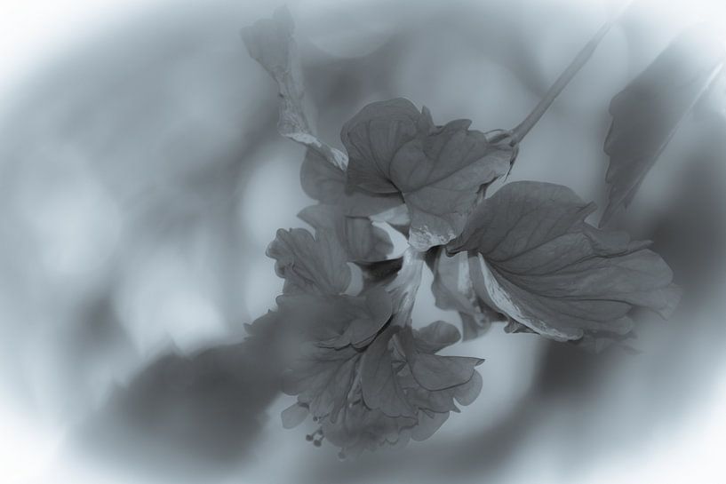 flower by Remi van der Auwera
