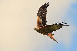 Red Kite en vol en Angleterre sur Jeroen Stel