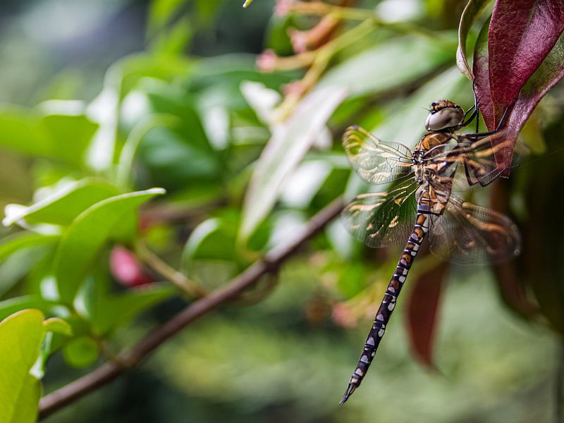 Dragonfly by Mr White Takes Pictures