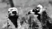 Vultures