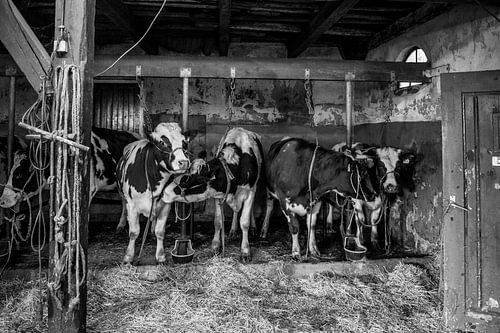 Vaches dans une ancienne étable