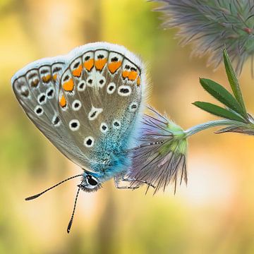 butterfly:gentian blue by Peter Smeekens