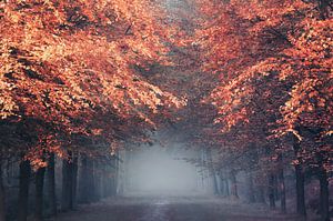 Herbstvorhang von Rob Visser