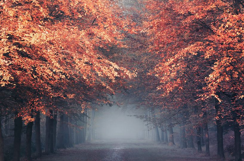 Fall curtains by Rob Visser