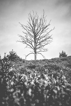 Dode boom in heide landschap van Fotografiecor .nl