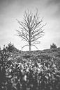 Toter Baum in Heide-Landschaft von Fotografiecor .nl Miniaturansicht