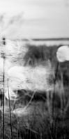 Peat moss (Part 3 of triptych)