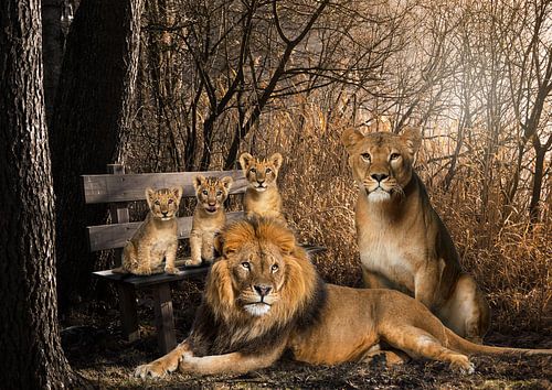 Lion and lioness with 3 cubs by Bert Hooijer