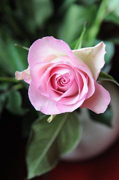 Roze roos - Ik zie je! van Mariska van Vondelen