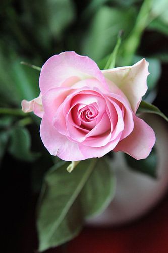 Roze roos - Ik zie je!