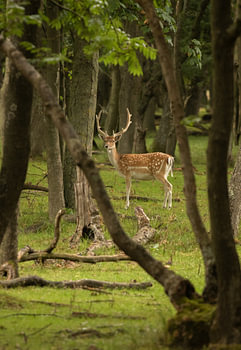 Deer in the Amsterdam Water Supply Dunes