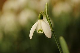 Lente in aantocht