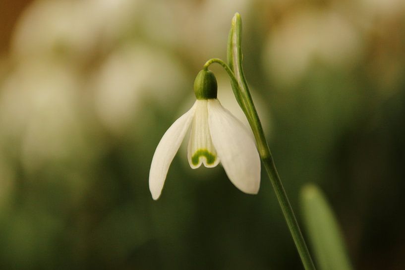 Lente in aantocht von Tineke Roosen