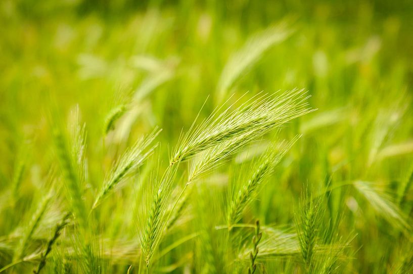 Nur grüne Natur von JustPictures_bySven