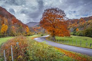 Herbstfarben Auvergne 05