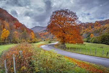 Herfstkleuren Auvergne 05