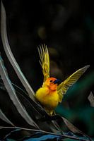 Wevervogel met vleugels, zittend op een palmblad