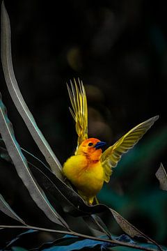 Wevervogel met vleugels, zittend op een palmblad van Fotos by Jan Wehnert