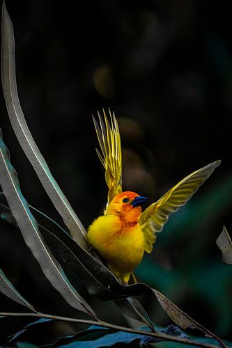 Wevervogel met vleugels, zittend op een palmblad