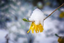 Snow covered flowers from a forsythia shrub