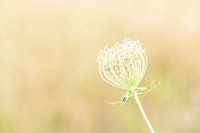 Blüte