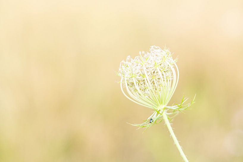 Bloom par Caroline de Bruijn