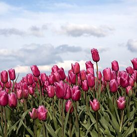 Een veld met rode tulpen met stapelwolken als achtergrond van W J Kok