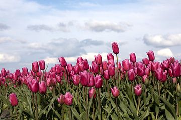 Ein Feld von roten Tulpen mit Stapelung Wolken als Hintergrund von W J Kok