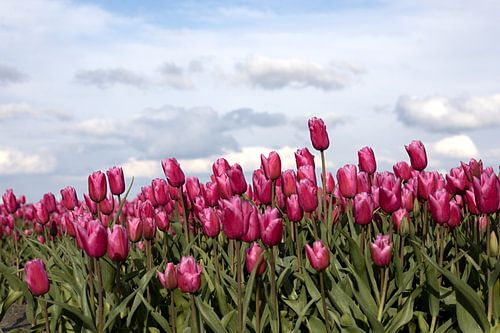 A field of red tulips with stacking clouds as background