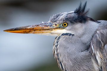 Grey heron in focus mode by nathalieg_photography