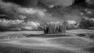 Cypresses Val d'Orcia -5- Tuscany - infrared black and white