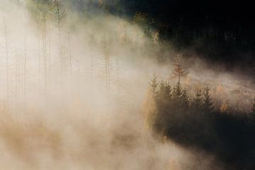 Le brouillard qui s'élève de la forêt sur Jacqueline Heithoff