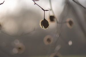 Kätzchen am Baum