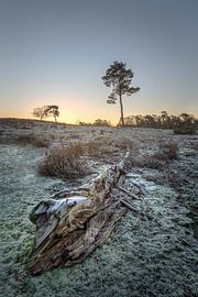 Zonsopkomst bij heideveld in Afferden Limburg van Silvia Thiel