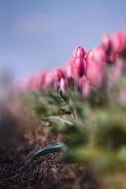 Tulip cultivation by Sabine Böke-Bergau
