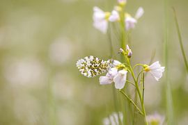 Serenity by Antoine Deleij