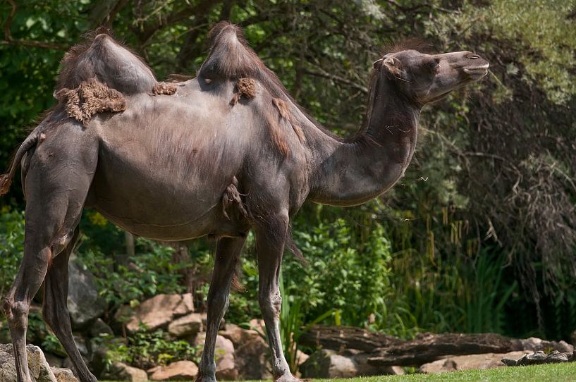 Chameau : Zoo de Blijdorp par Loek Lobel