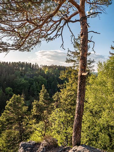 Bielatal, Saxon Switzerland - View to the valley