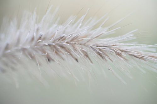 Weicher Frost von Miss Antenna