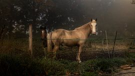 Horse riding lover by Alex de Bolivar