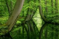 Crooked trees Twickeler Vaart Delden by Peter Bolman thumbnail
