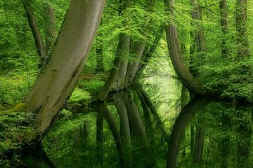 Kromme bomen Twickeler Vaart Delden van Peter Bolman