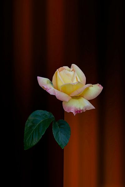 rose jaune rouge avec fond fantaisie orange par Ribbi