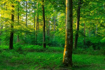 Rold Skov (Danemark) sur Marcel Kerdijk