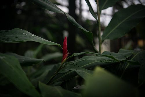 Botanische Meisterwerke: Pflanzenkunst im Fokus